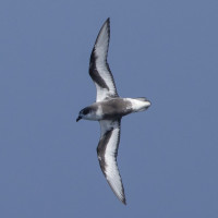 Mottled Petrel